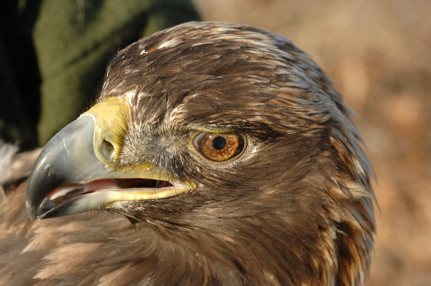 In January of 2008, this golden eagle was trapped by the NYSDEC as part of an Upper Delaware eagle study. It was a female adult, weighing in at an even 14 pounds. Goldens are slightly larger than bald eagles. During the spring of 2009, this eagle migrated almost 1300 miles to her breeding territory in northern Labrador. It appeared that she had a nest high up on the side of a gorge that had a stream running through it. Her telemetry worked for two years, and she returned to our region for the second winter.